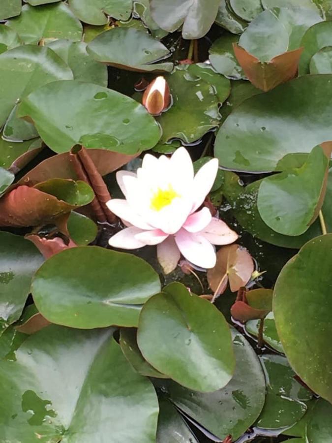 에스콜리베상테카밀 Entre Canal Et Vignes B&B 외부 사진